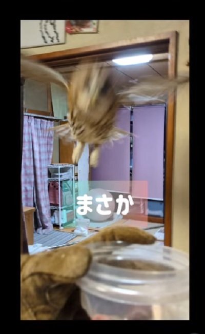 投稿の画像