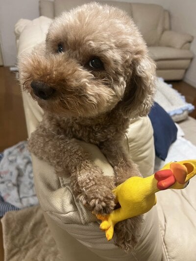 モフモフに変身
