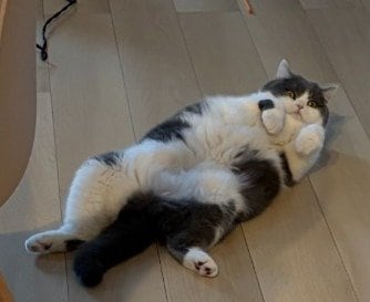 「嘘でしょ…?」という表情にも見えます