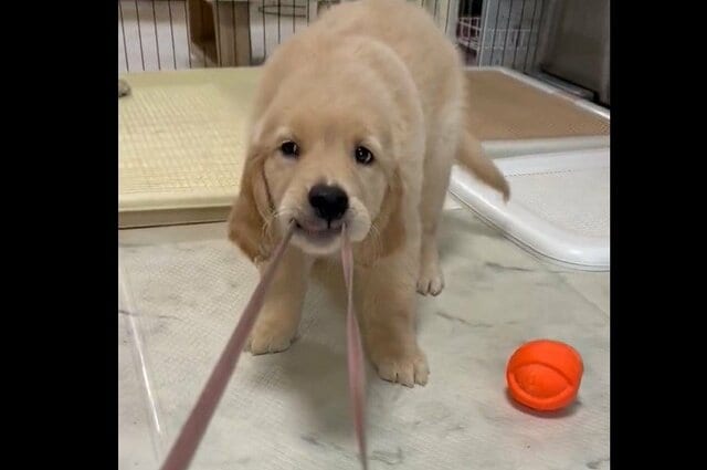 飼い主のストラップを引く子犬　母犬が助けてくれると思ったら…！