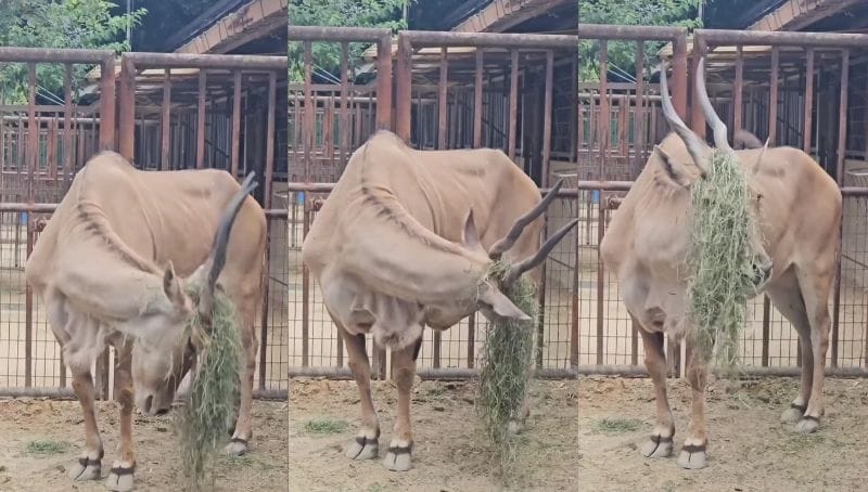 提供：愛媛県立とべ動物園