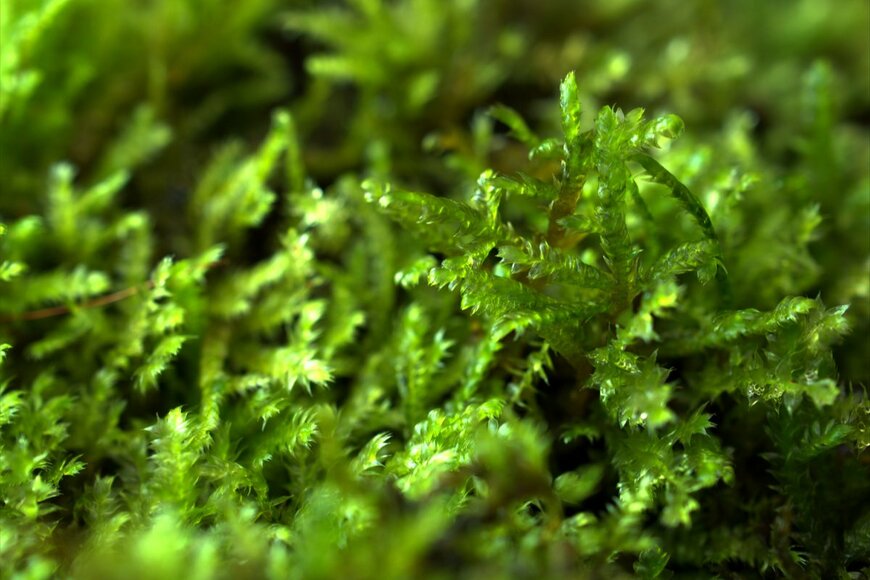 Little daisy/shutterstock.com