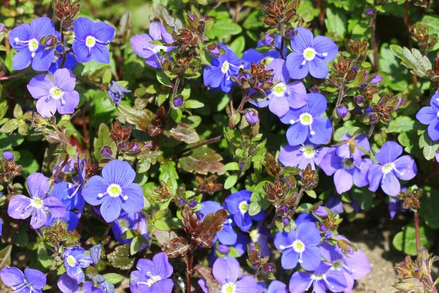 Maria Papworth/istockphoto.com