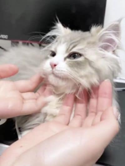 出所：@rurudiary_