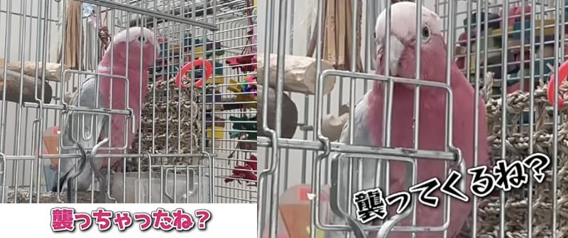 出所：@anz_omomiri