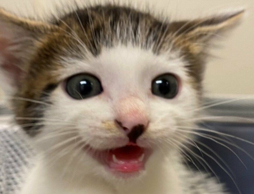 出所：@Saeroyi_cat