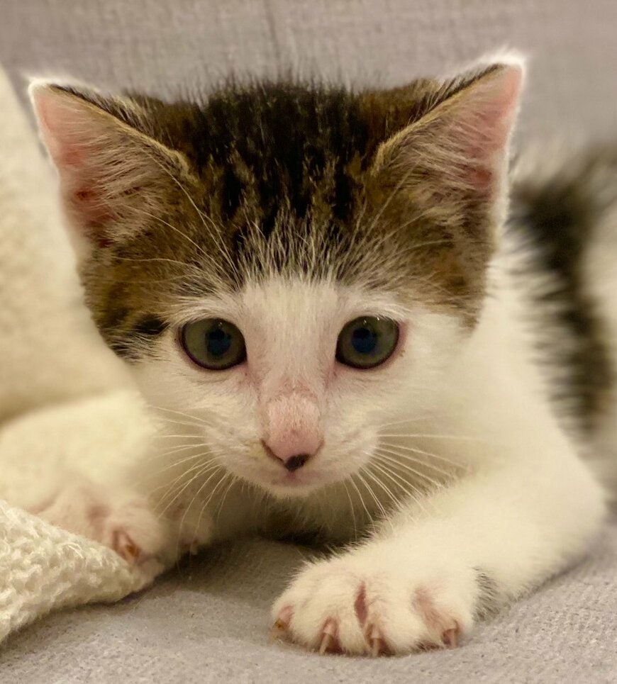 坊ちゃん刈りの子猫が大きくなると…蝶ネクタイが似合う紳士猫にほっこり