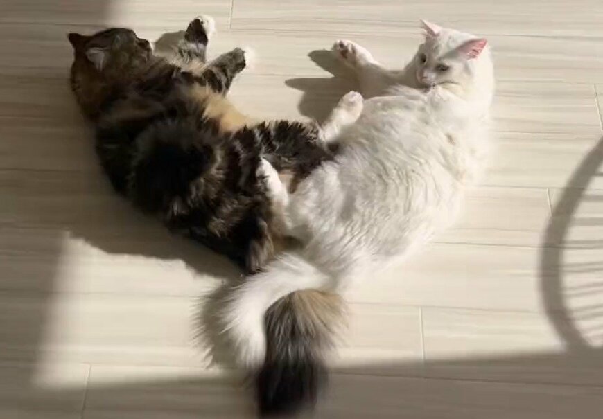 出所：@meltube_cat