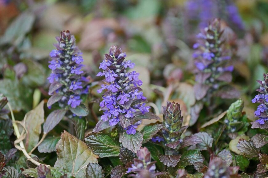 igaguri_1/istockphoto.com