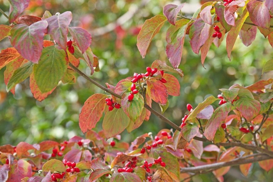 gaguri_1/istockphoto.com