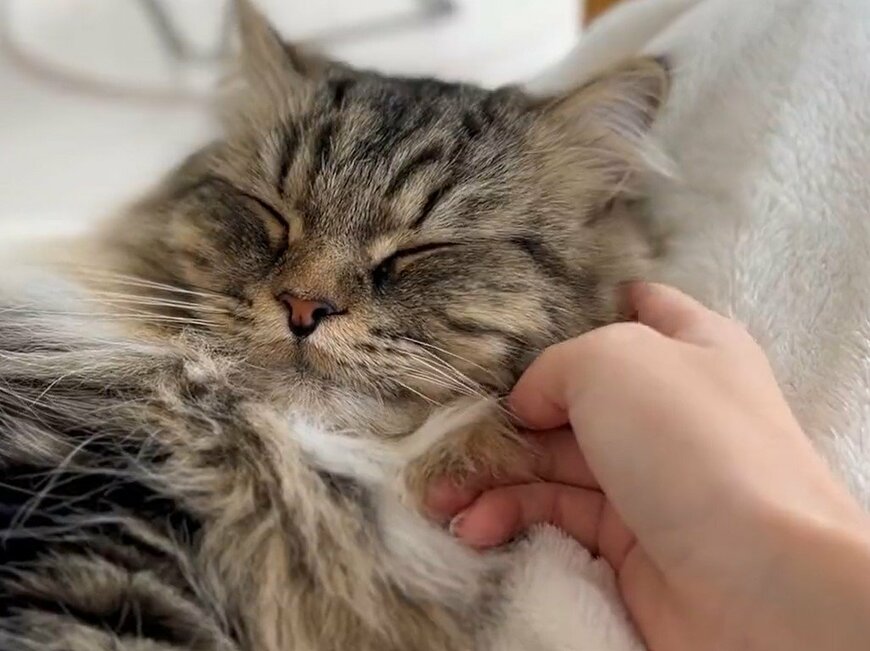 出所：@meltube_cat