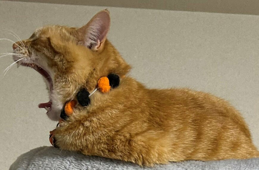 出所：@Beercat_Ana_Dar