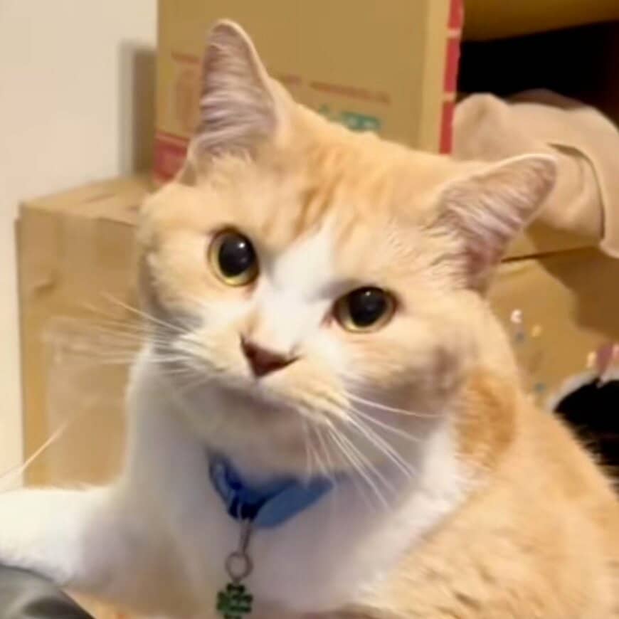 【まさか】美猫がダンボールに入った結果→ほっぺに「予想外の現象」が起きて爆笑の嵐