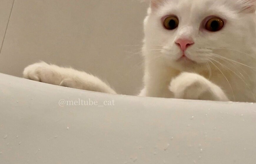 出所：@meltube_cat