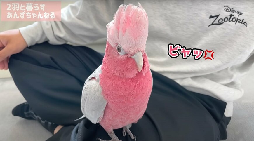 出所：@anz_omomiri