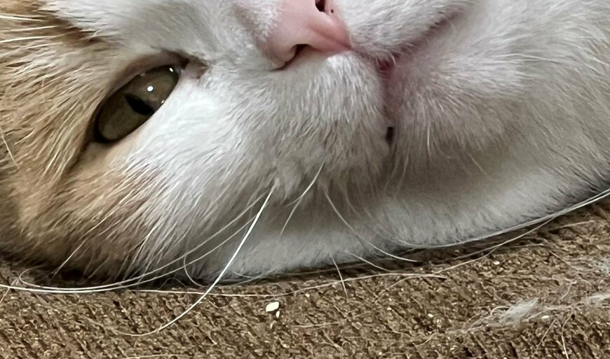 出所：@torotolo106106