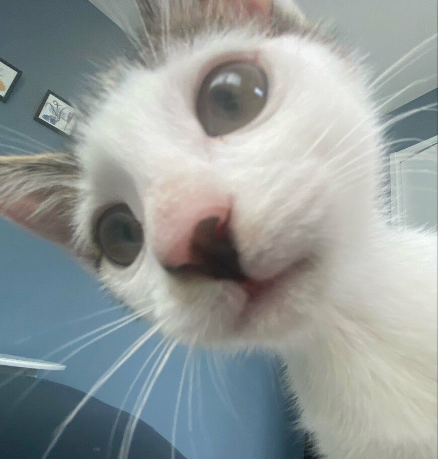 朝ママを起こす猫「←0さい 5さい→」の成長にほっこり「さらに可愛い」の声