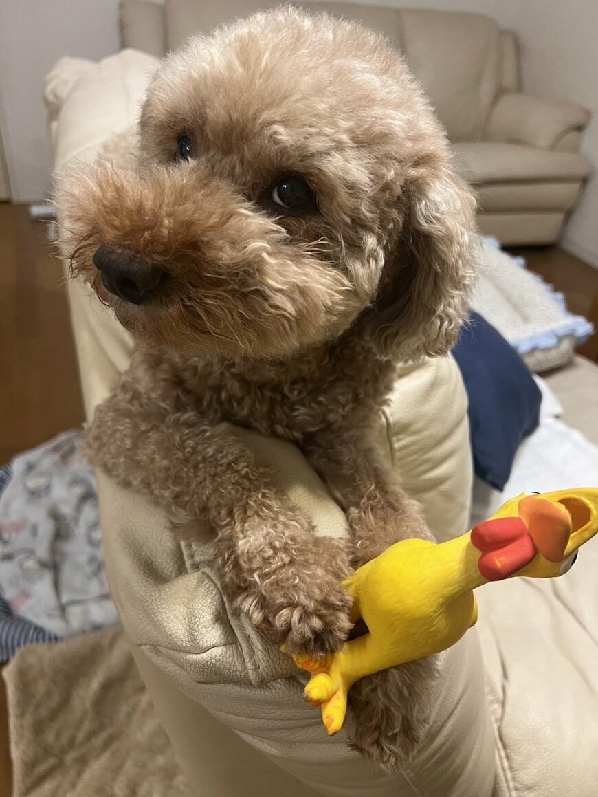 モフモフに変身