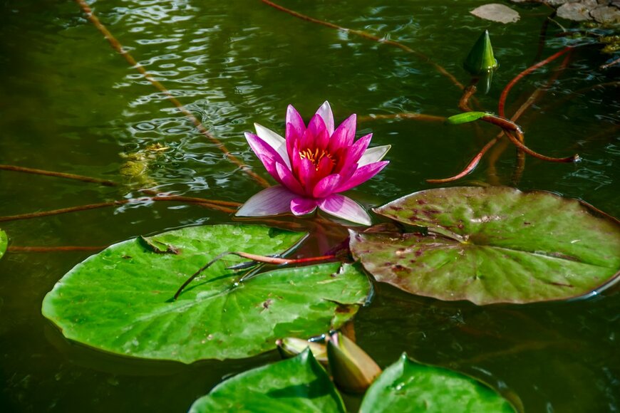 Yury Petukhov/Shutterstock.com