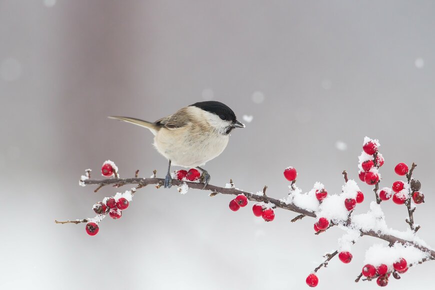 【現役FPが解説】厚生年金「平均年収610万円」のまま「約40年間」働いた男性の場合。年金はいくら？