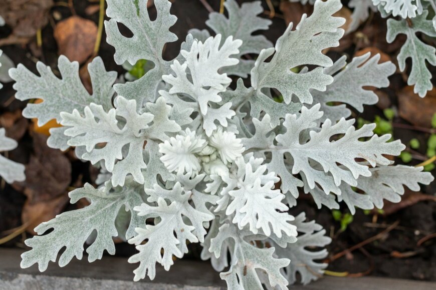 ok_fotoday/shutterstock.com