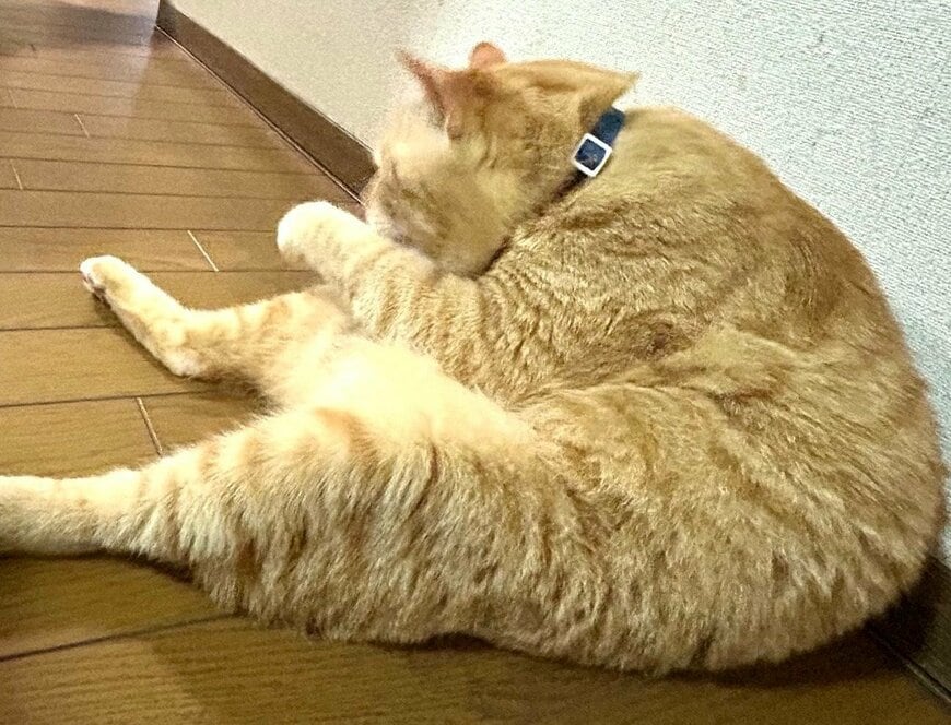 出所：@Beercat_Ana_Dar