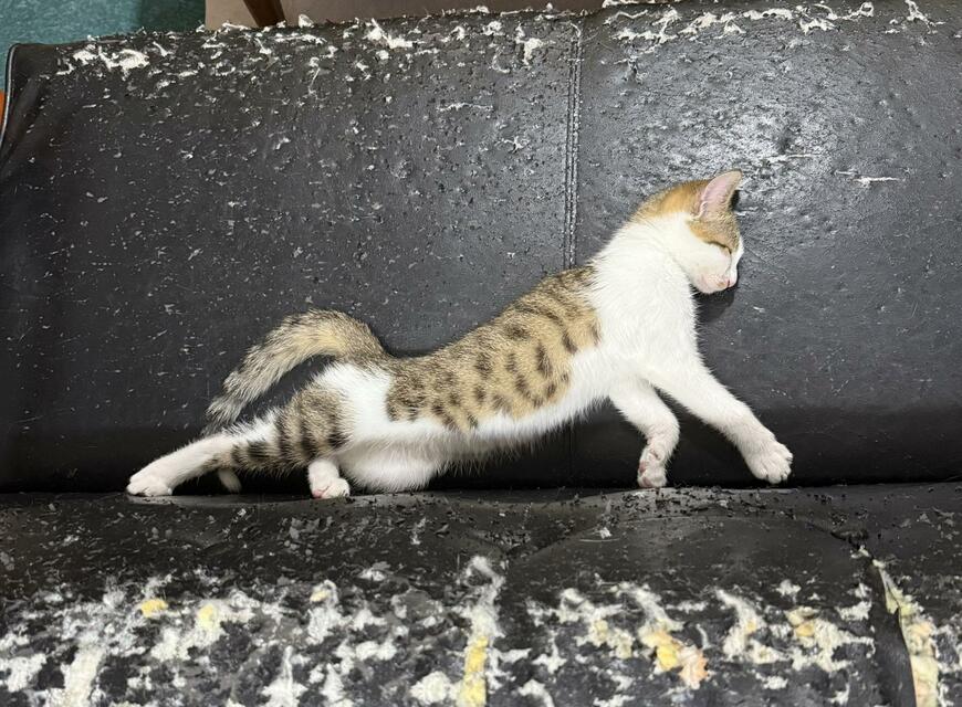 子猫の「寝てるのか歩いてるのか分からんシリーズ」が面白いと話題に！かわいすぎる寝相に注目