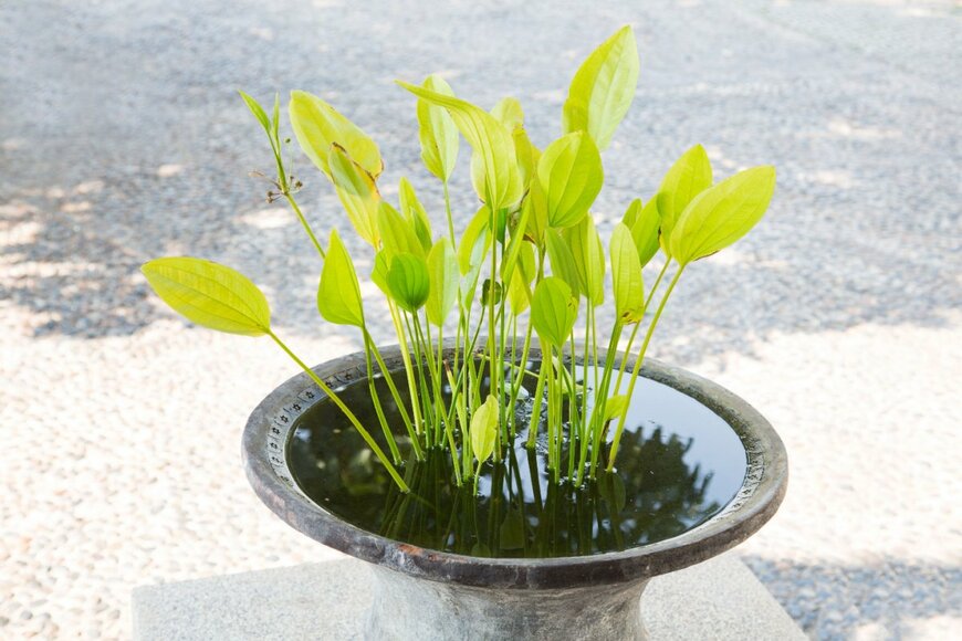 Teerasak Ladnongkhun/shutterstock.com