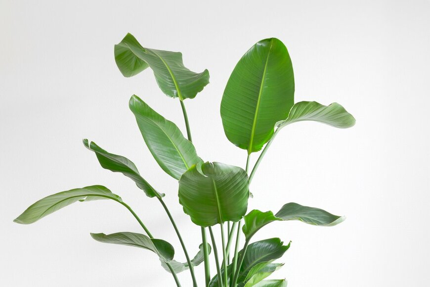 dropStock/Shutterstock.com