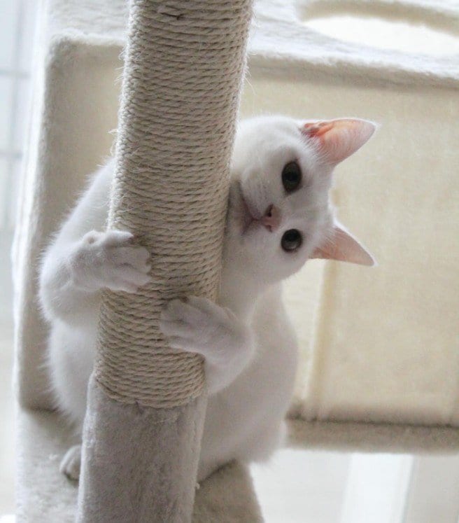 「ん？両方顔か」美少女猫ちゃんが持つ2つ目の顔　違和感なしの後ろ姿が話題