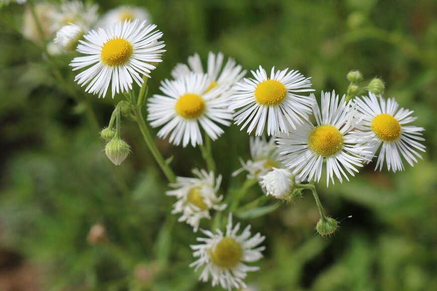 chang joo lee/shutterstock.com