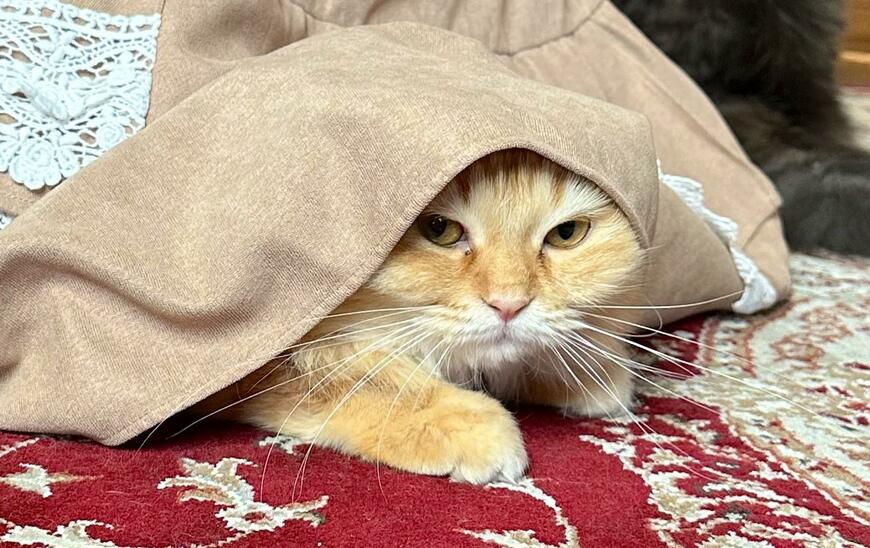 出所：@NEKOLAND13