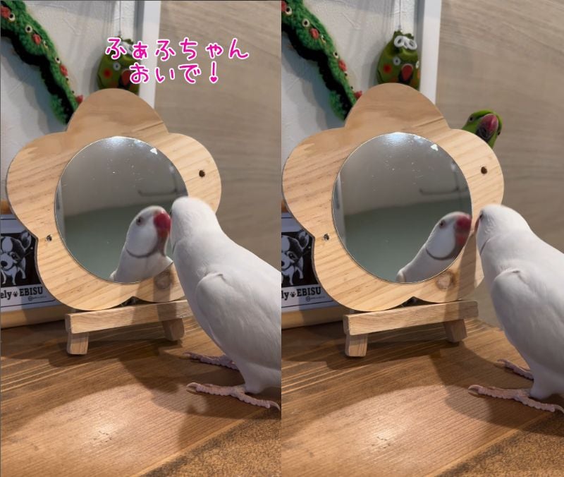 出所：@zundamame_cockatiel