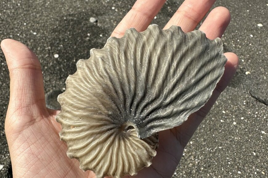 海岸に打ち上げられていた「化石のような物体」　その正体に驚きの声