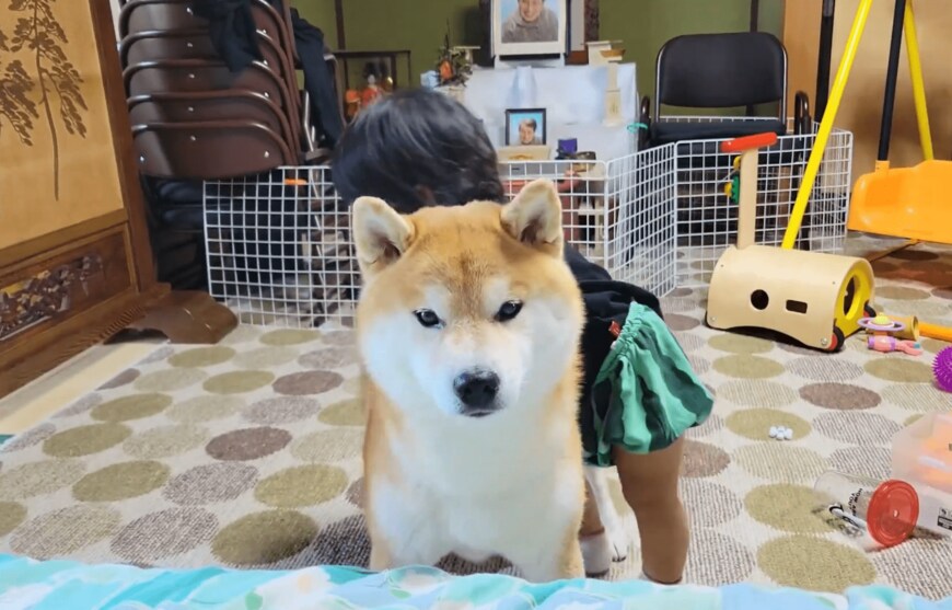 1歳児と柴犬