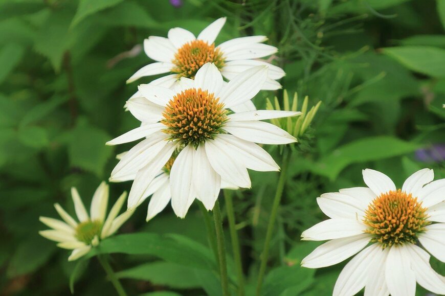 白い花を咲かせている、エキナセア