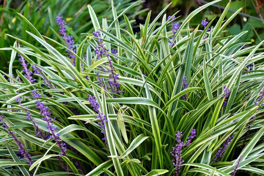 うす紫色の花を咲かせている、リリオペ。葉の縁にはクリーム色の斑が入っている