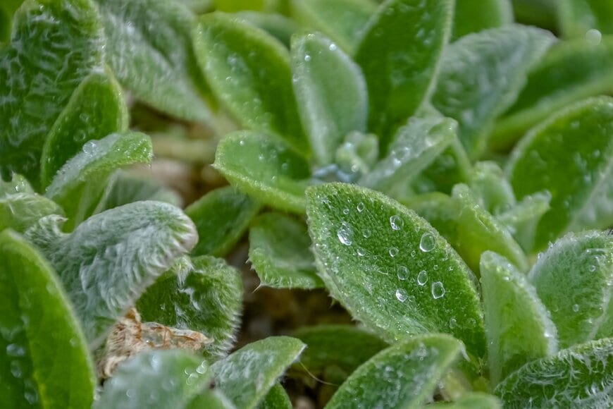 雨に濡れたラムズイヤーの葉。色は緑