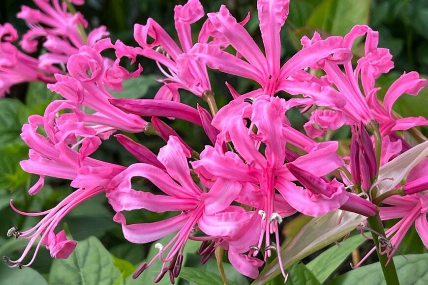 ピンクの花を咲かせている、ネリネ