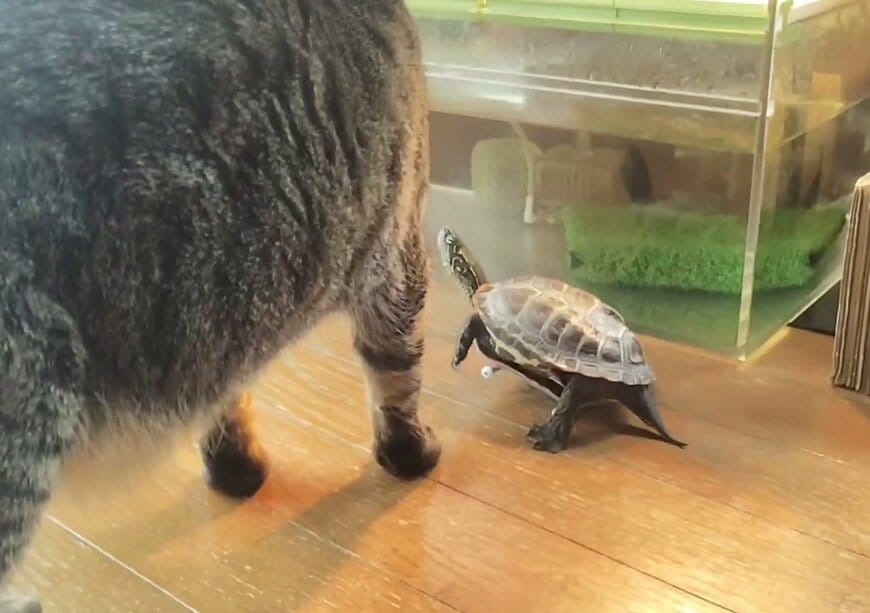 猫の小雪ちゃんのそばに寄り添う亀の軍曹くん