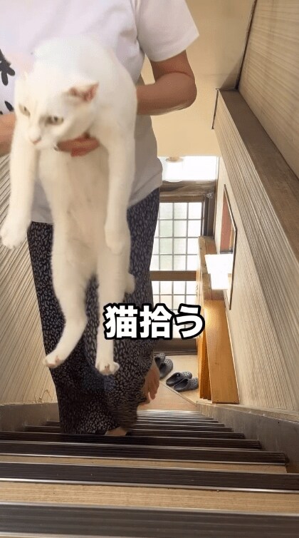 運ばれる猫