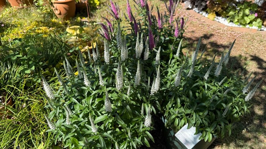 秋に植えると株が充実！花数が多いベロニカ ウィザーディング
