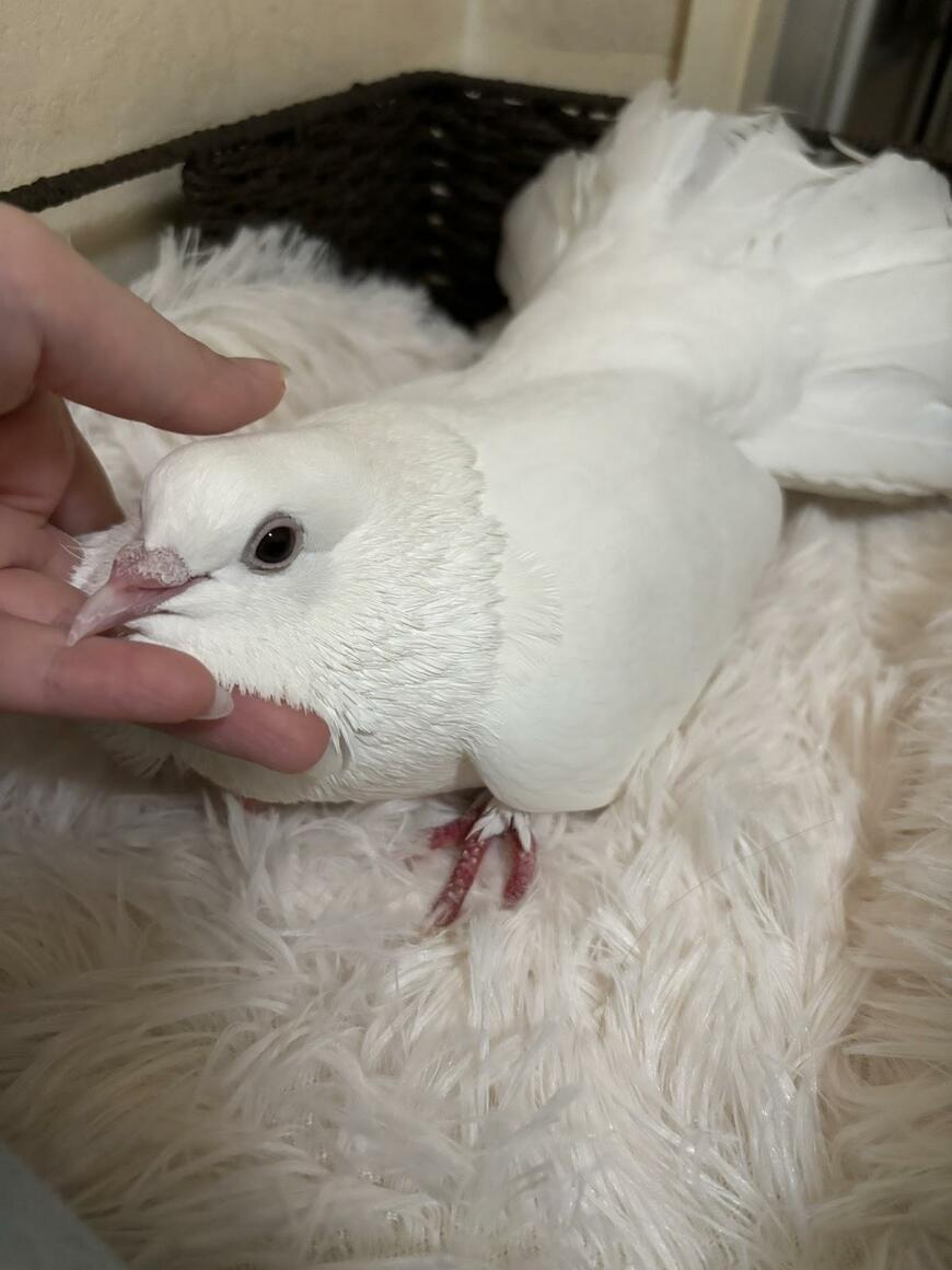 高級ドライヤーで乾かされる鳩