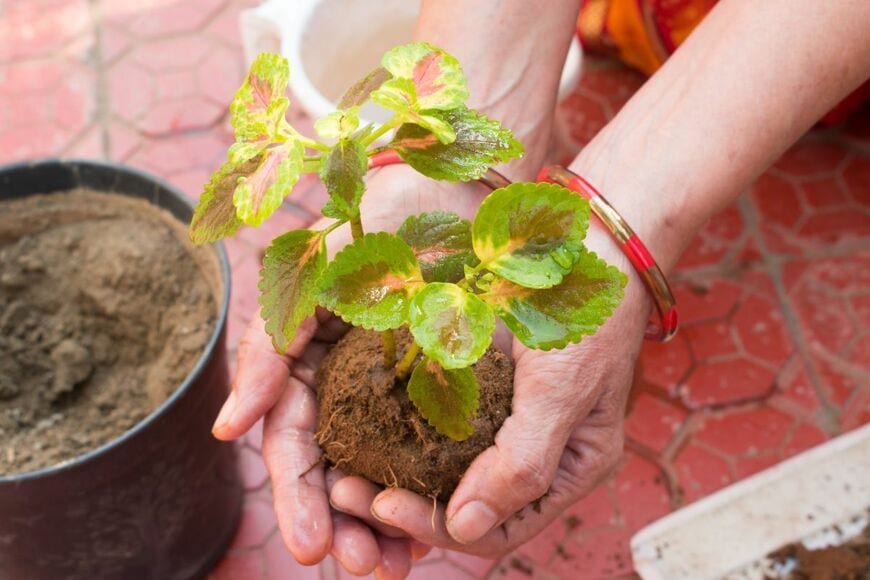 鉢植えの横で苗を持っている人の手