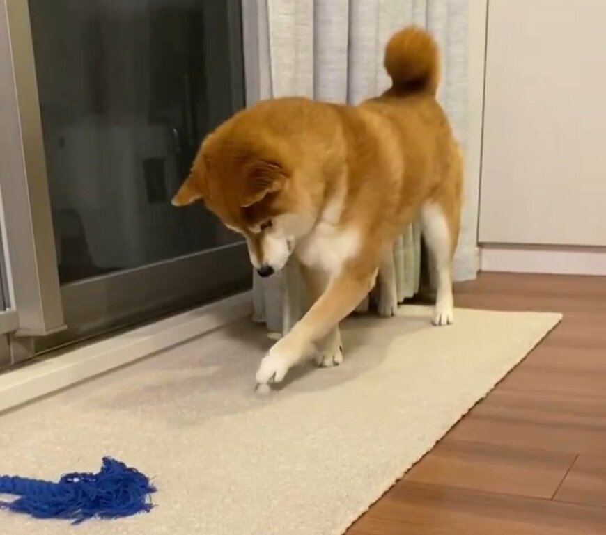 氷ツンツンする柴犬