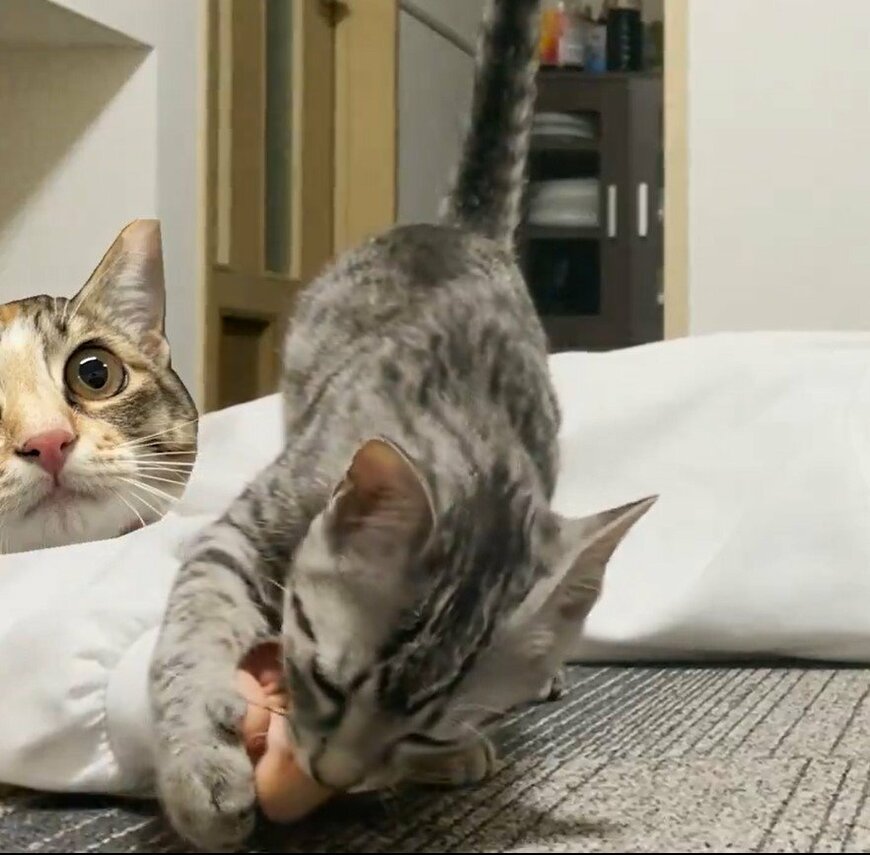 飼い主の指を吸う猫