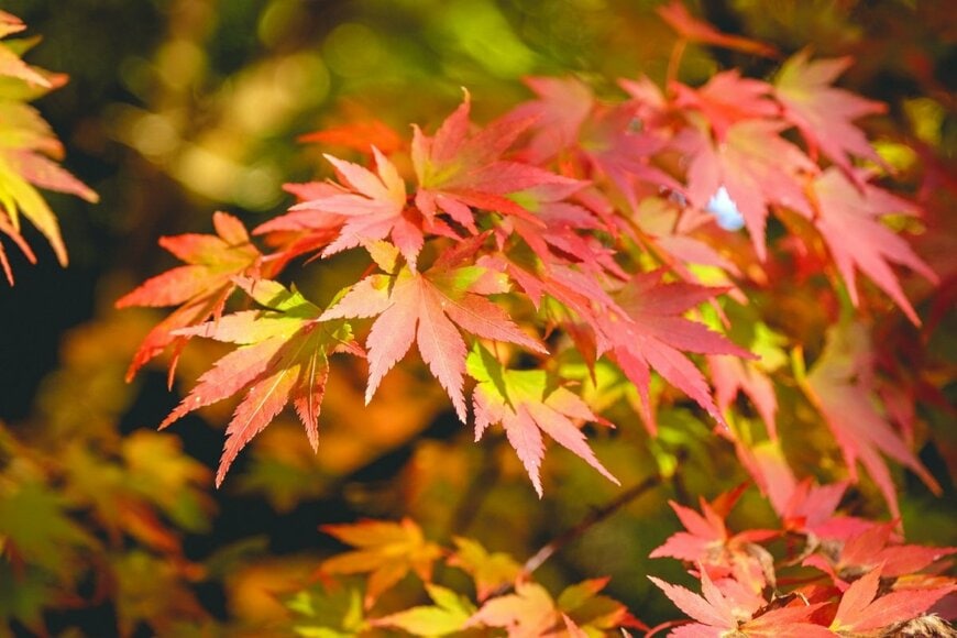 オレンジ色に紅葉しているイロハモミジ