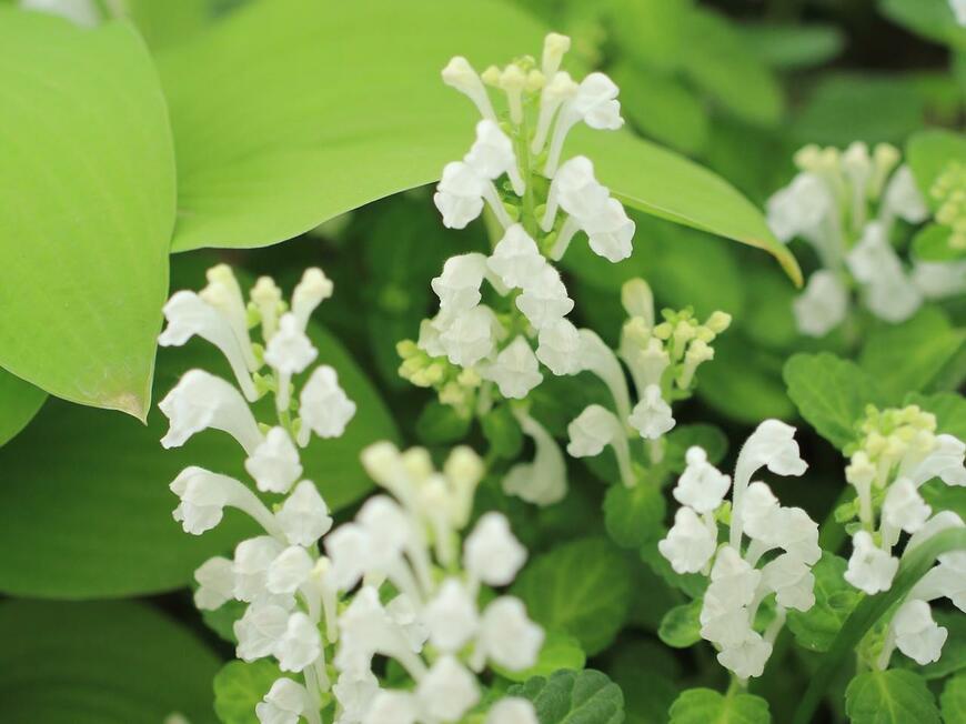 白い花を咲かせているタツナミソウ