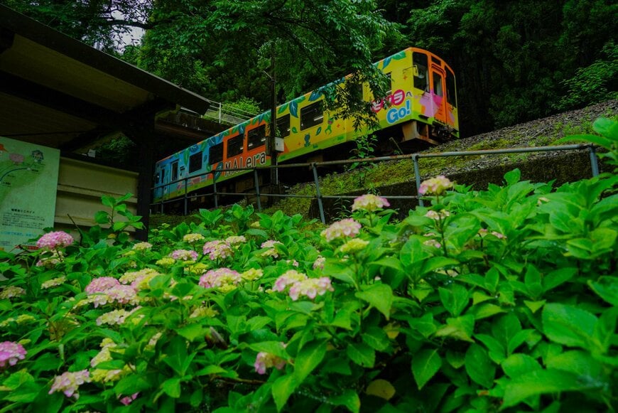 緑を背景にカラフルな車両が走る様子が素敵