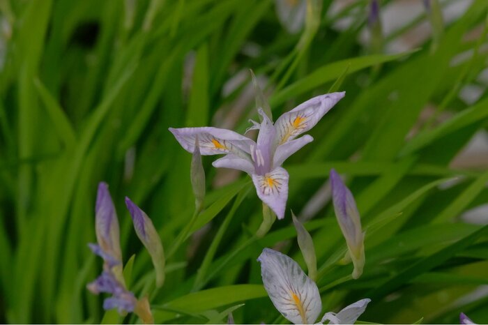 ヒメシャガの花。花の色は白・紫、中央部は黄色。